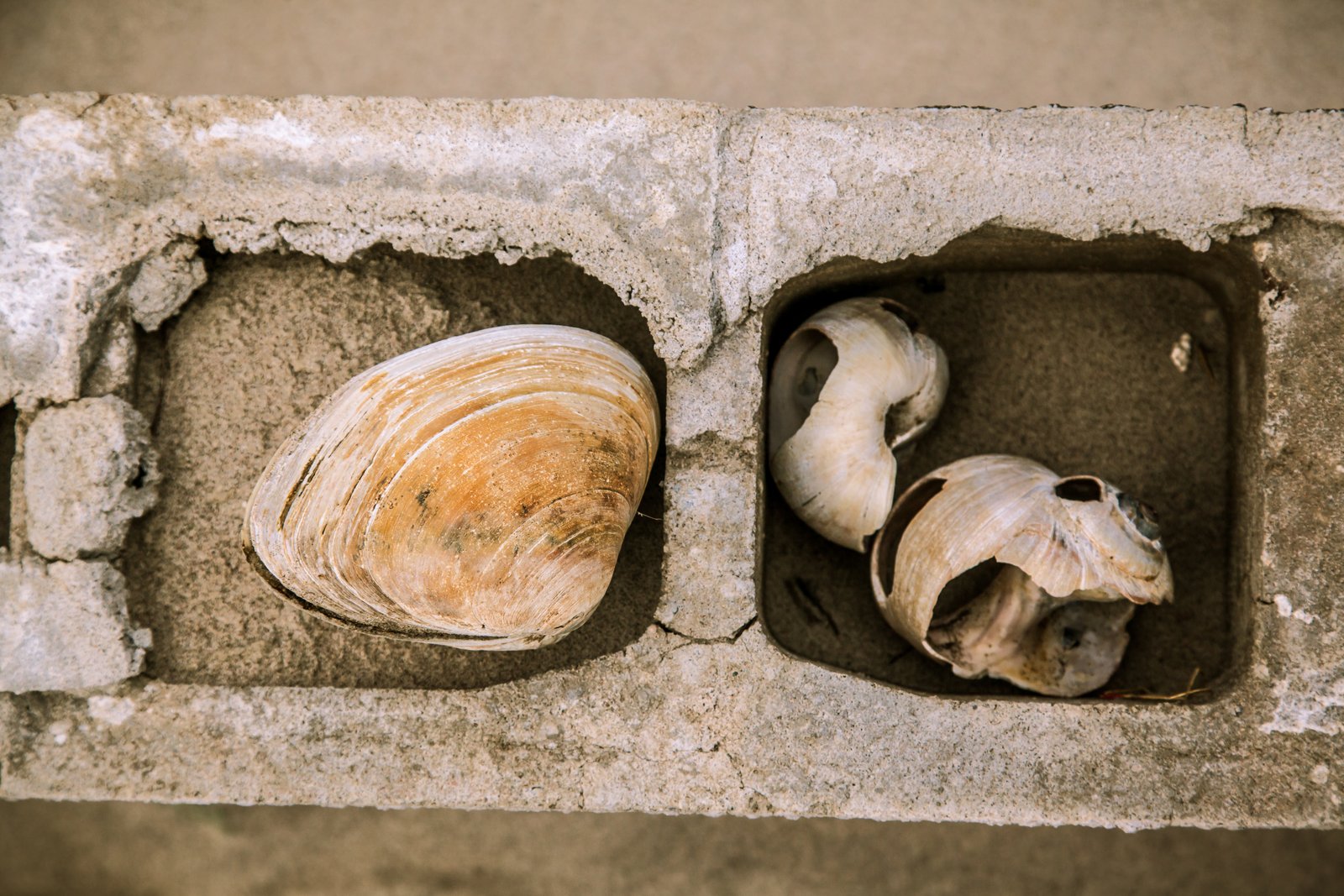 art-of-sandy-mo-seagate 2-13.jpg